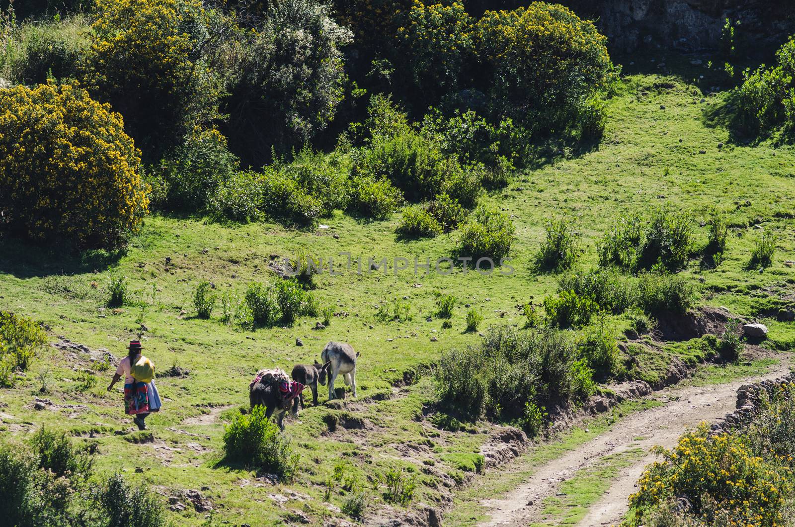 Woman of the Andes walking with her donkeys