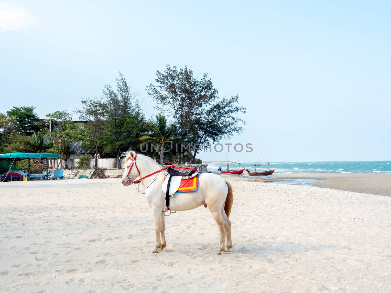 Beautiful white horse on the beach in Hua-Hin, Thailand. by tete_escape
