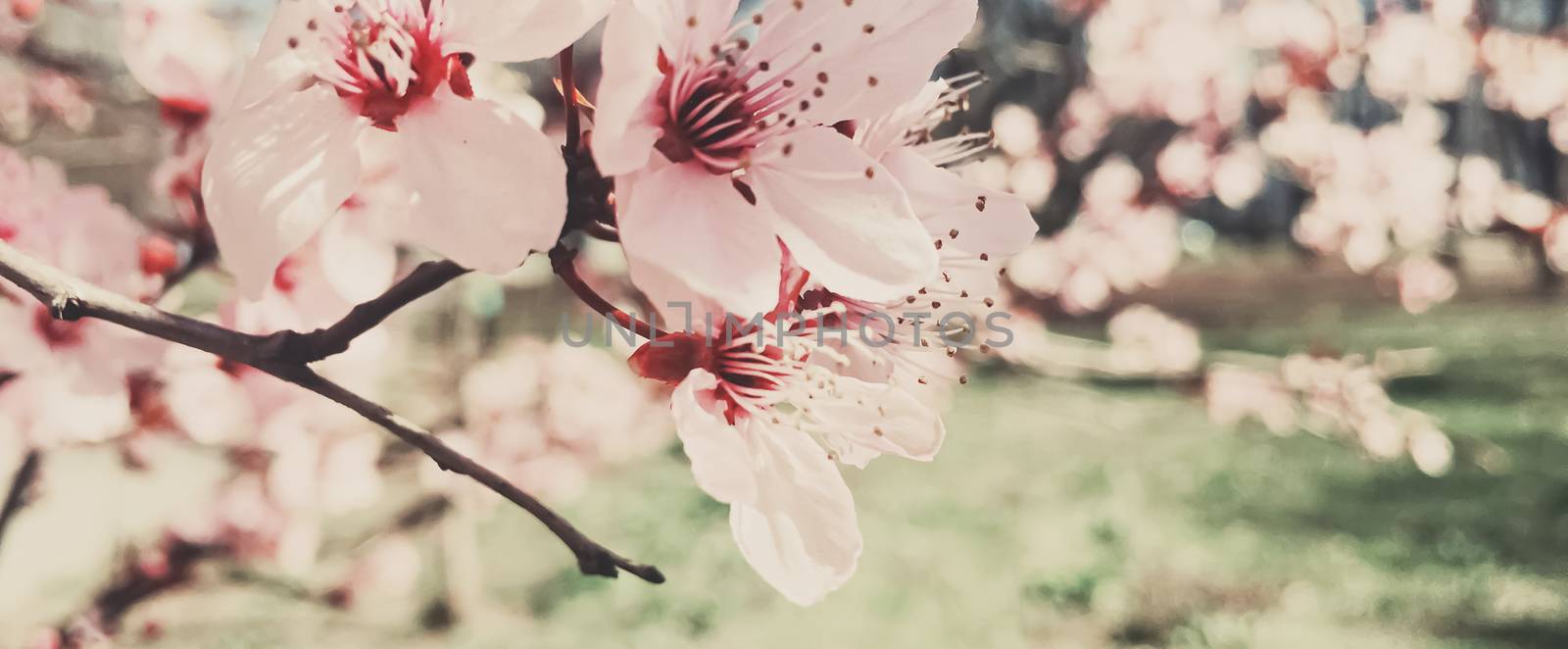 Vintage background of apple tree flowers bloom, floral blossom in sunny spring