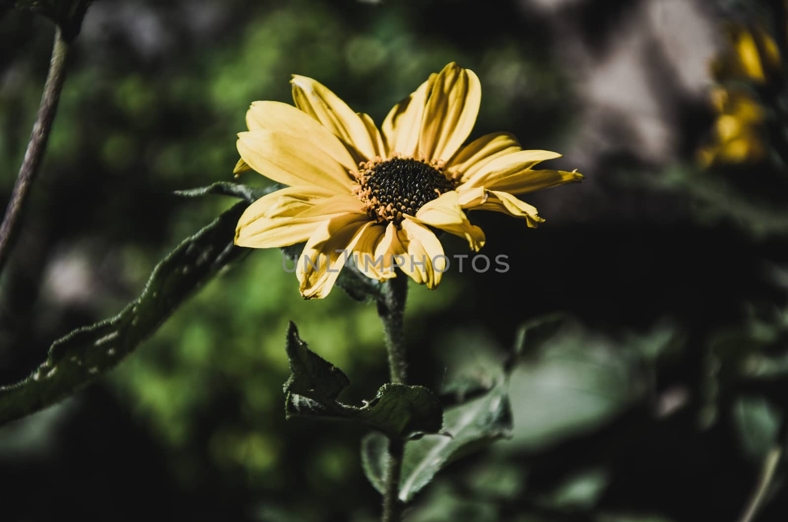 A daisy flower in the middle of the bushes