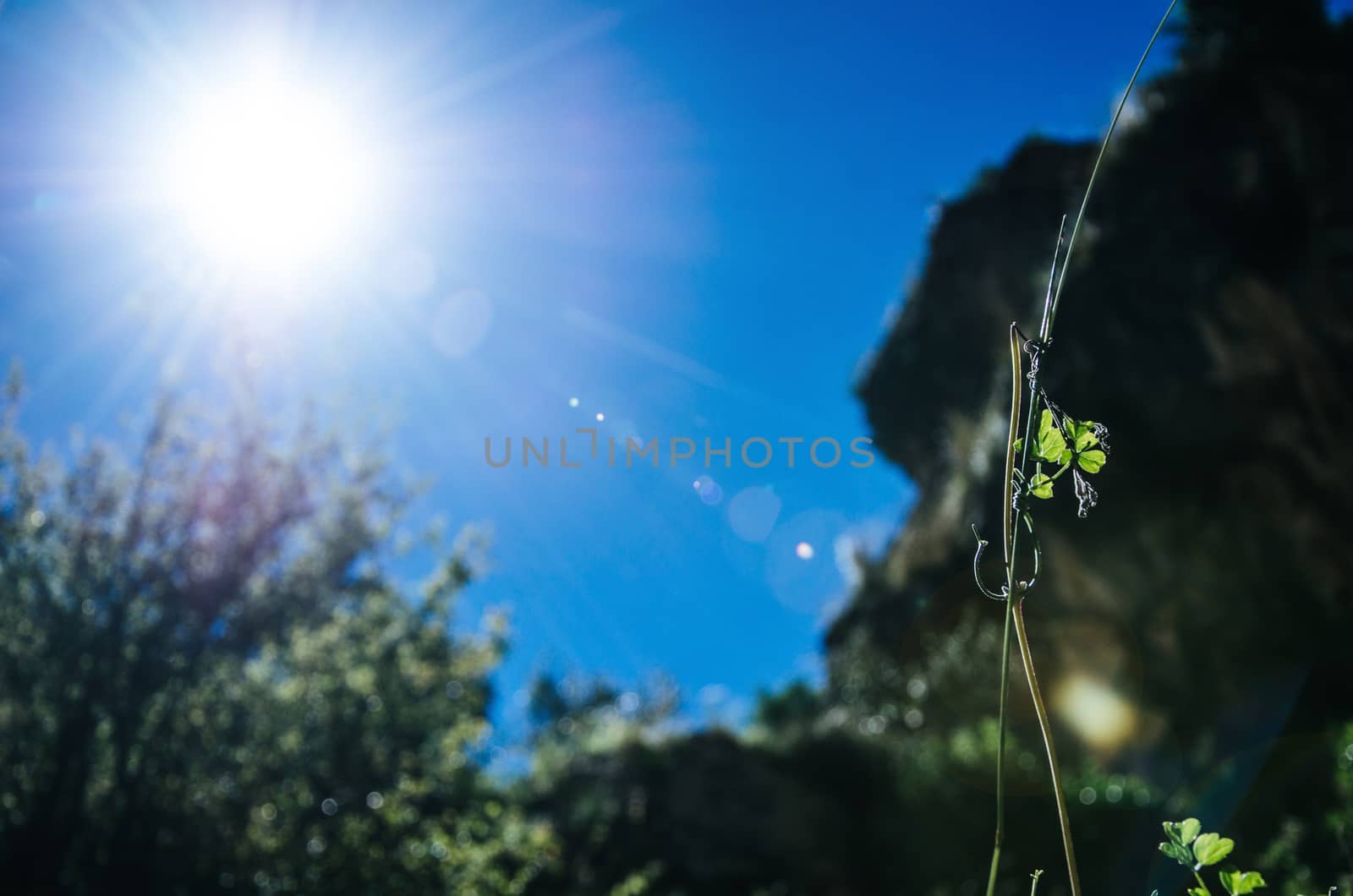 A flower withered in the sunlight