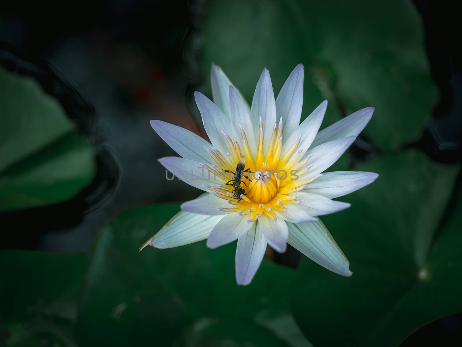 Close-up beautiful white lotus flower with two bugs on the yellow pollen in the pond with green lotus leaves, dark tone.
