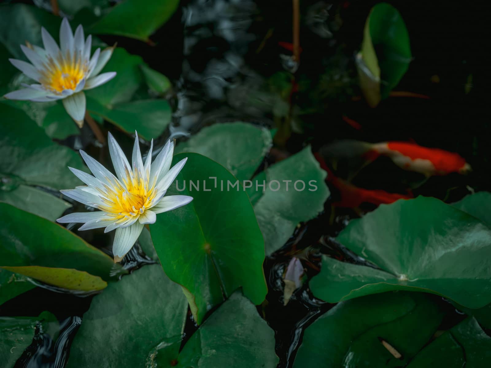 Beautiful white lotus flower in the pond with green lotus leaves and red carp fish, dark tone.