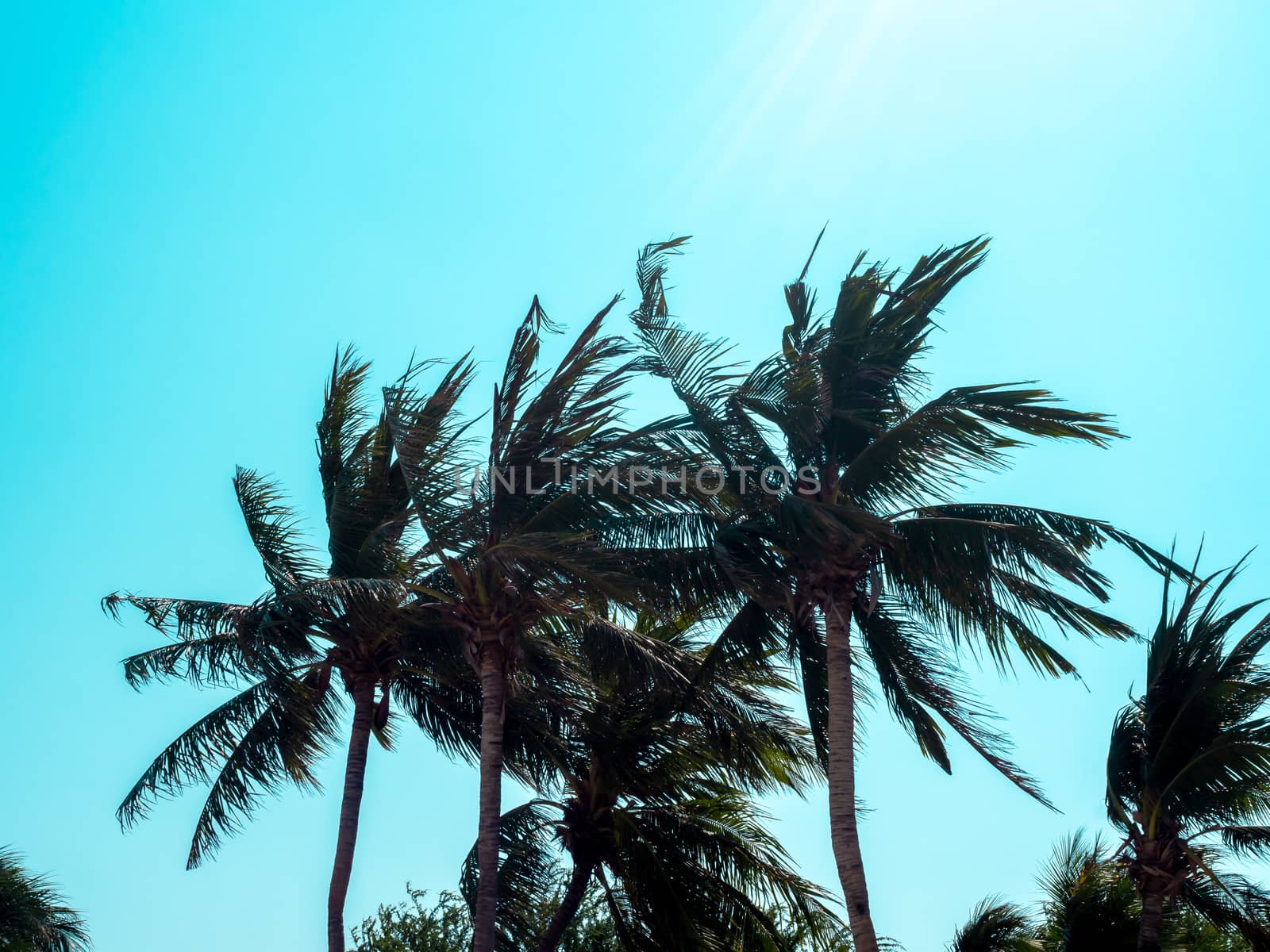 Coconut palm tree on blue sky background in summer times. Beautiful tropical background.
