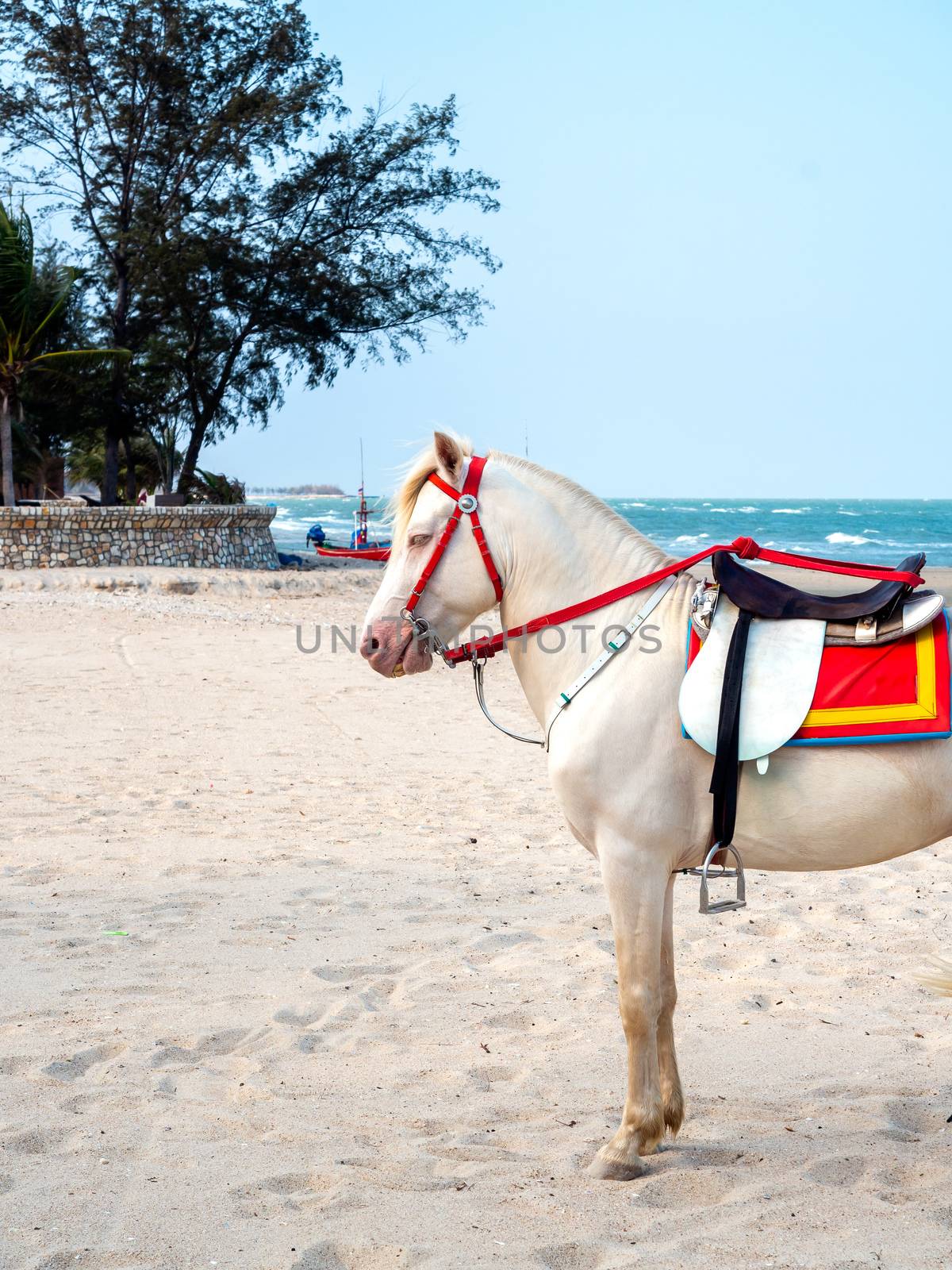 Beautiful white horse on the sand beach, service for tourist in Hua-Hin, Thailand, vertical style.