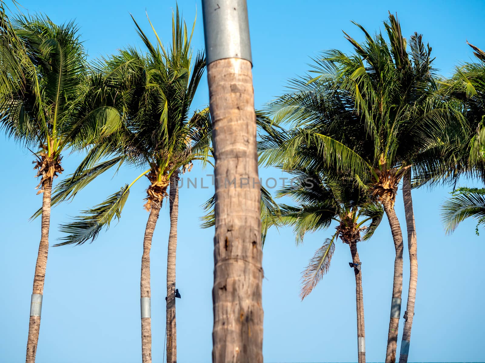 Coconut palm tree with blurred tree foreground on blue sky background in summer times, minimal style. Beautiful tropical seascape background.