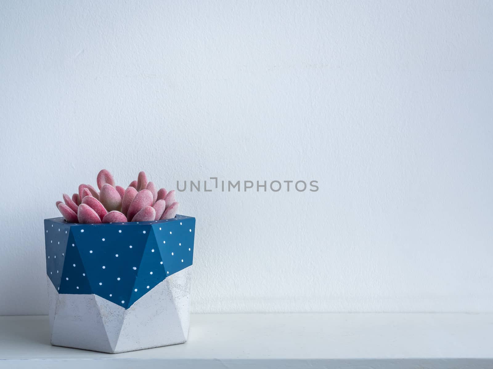 Cactus pot. Concrete pot. Blue painted modern geometric concrete planter with pink succulent plant on white wooden shelf isolated on white background with copy space.