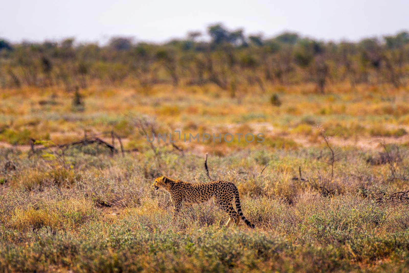 Cheetah lurking for prey at sunset in the Etosha National Park, the largest wildlife reserve in Namibia