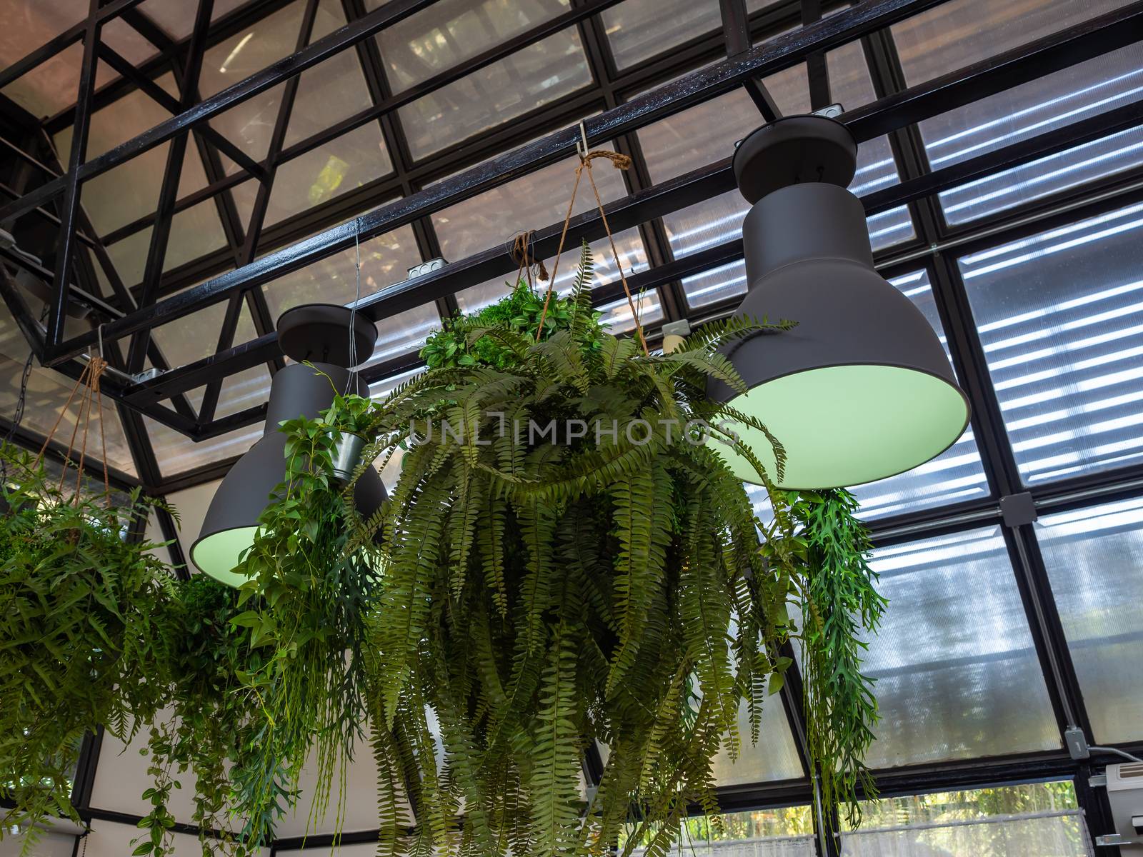 Green fern in hanging pot near the ceiling light decoration in cafe.