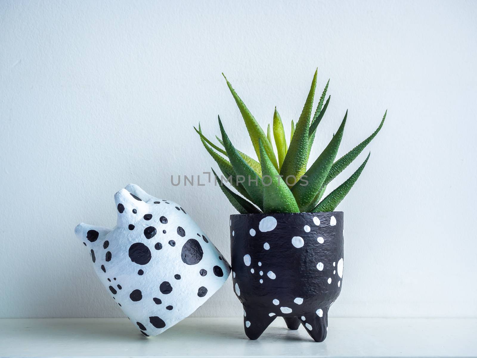 Cactus pot. Concrete pot. Empty cute small black and white concrete planters with green succulent plant on white wooden shelf isolated on white background.