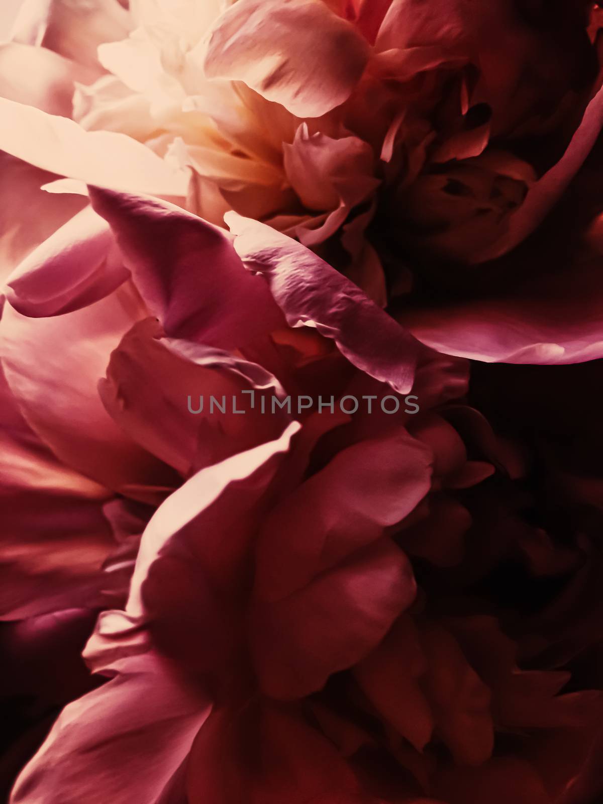 Red peony flower as abstract floral background for holiday branding design