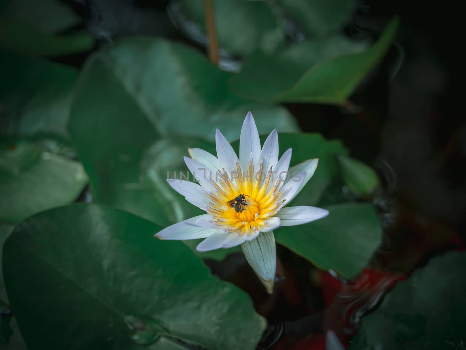 Beautiful white lotus flower with two bugs on the yellow pollen in the pond with green lotus leaves, dark tone.