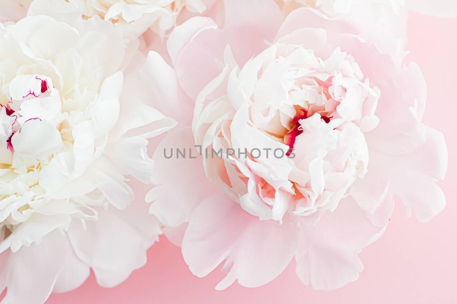 White peony flowers as floral art on pink background, wedding flatlay and luxury branding by Anneleven