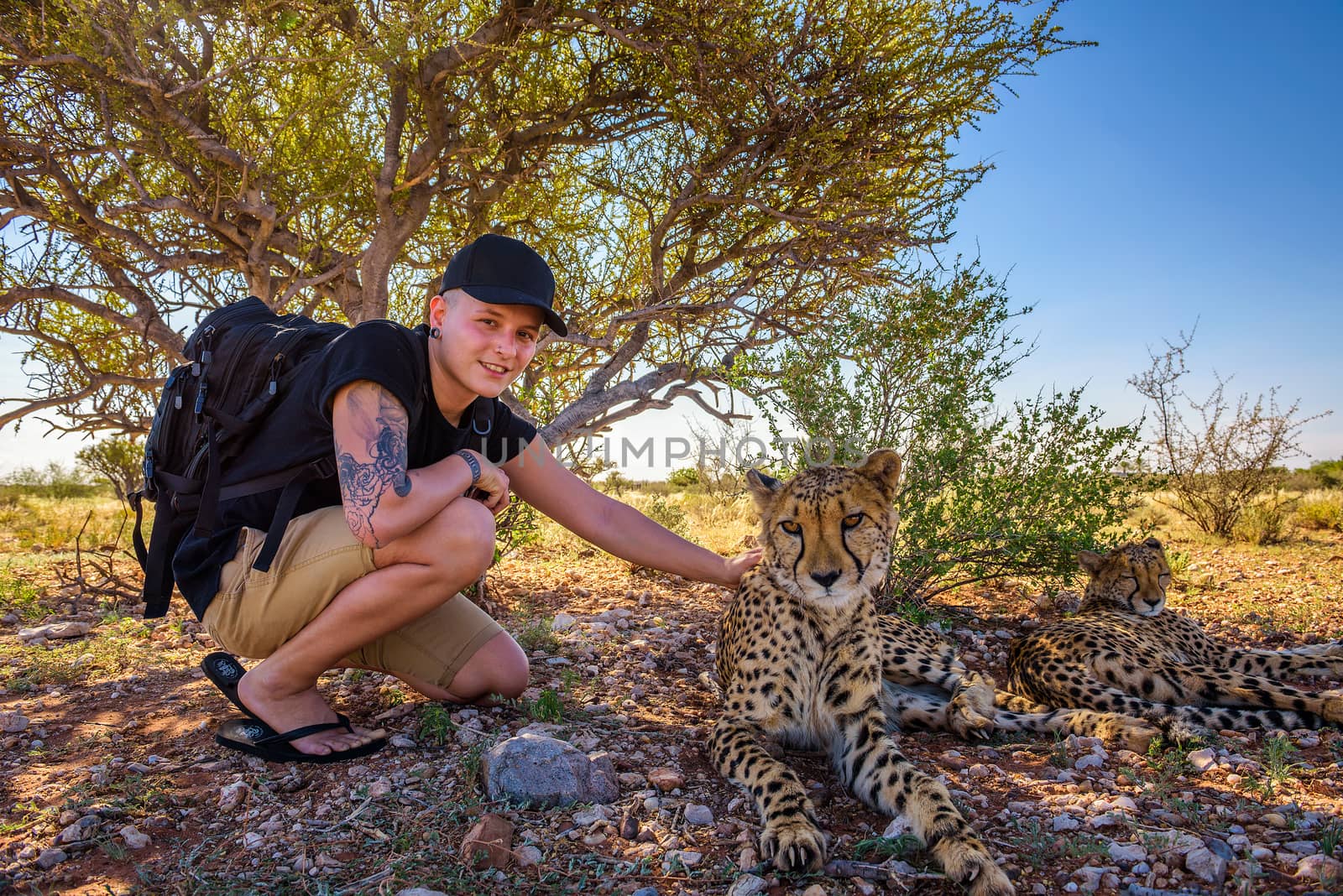 Mariental, Namibia - March 25, 2019 - Tourist plays with two cheetahs