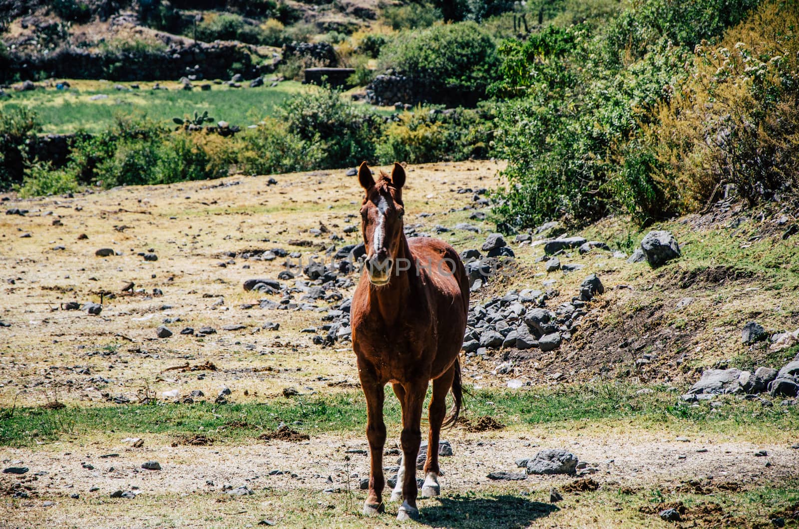 Beautiful brown horse among the thickets of the field