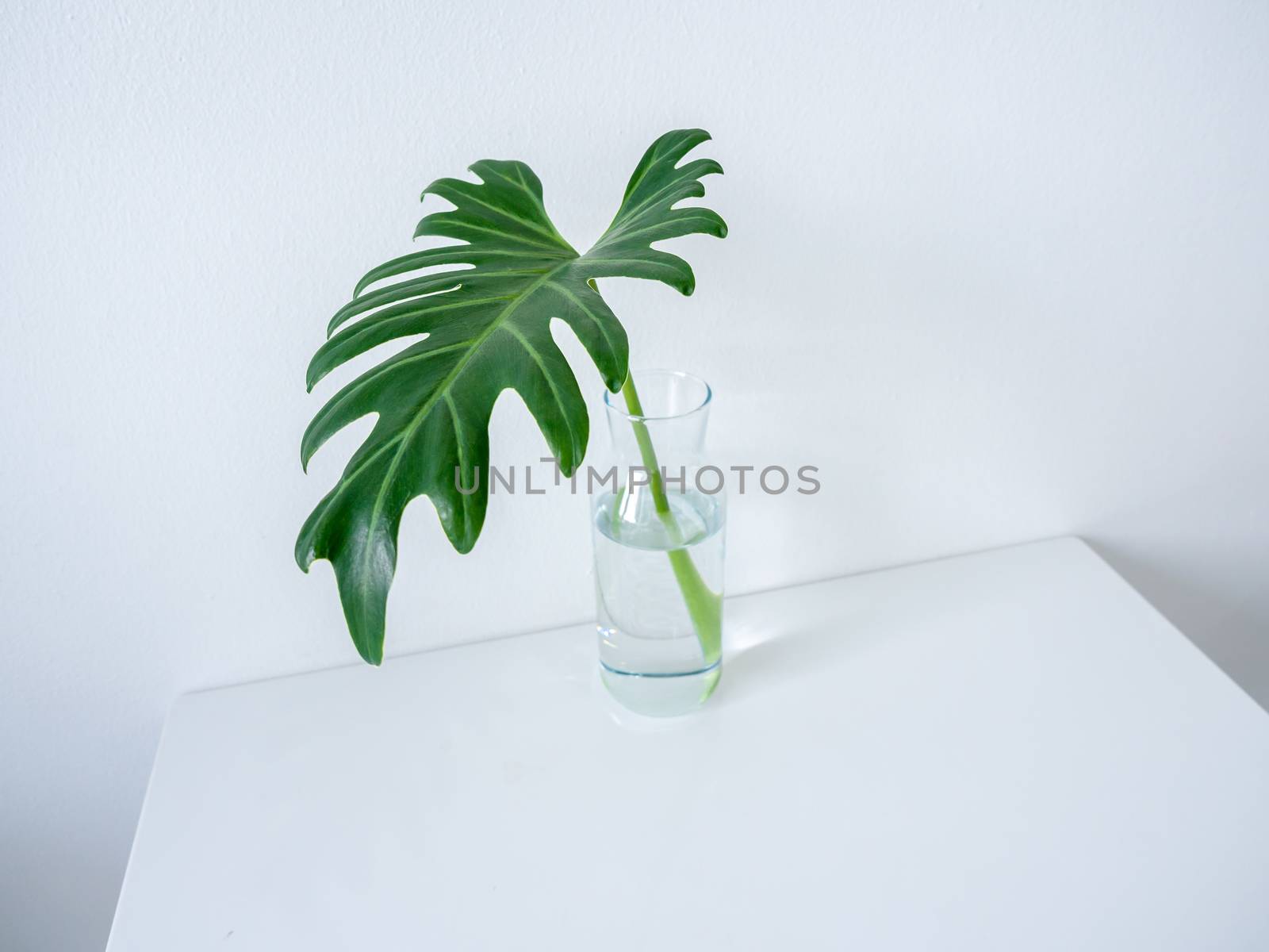 White cafe decoration minimal style. Tropical palm leaf in glass bottle white table with copy space.