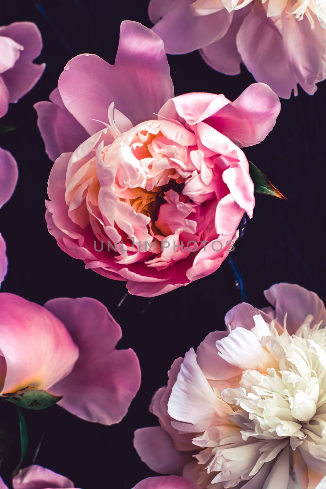 Pink peony flowers as floral art background, botanical flatlay and luxury branding by Anneleven