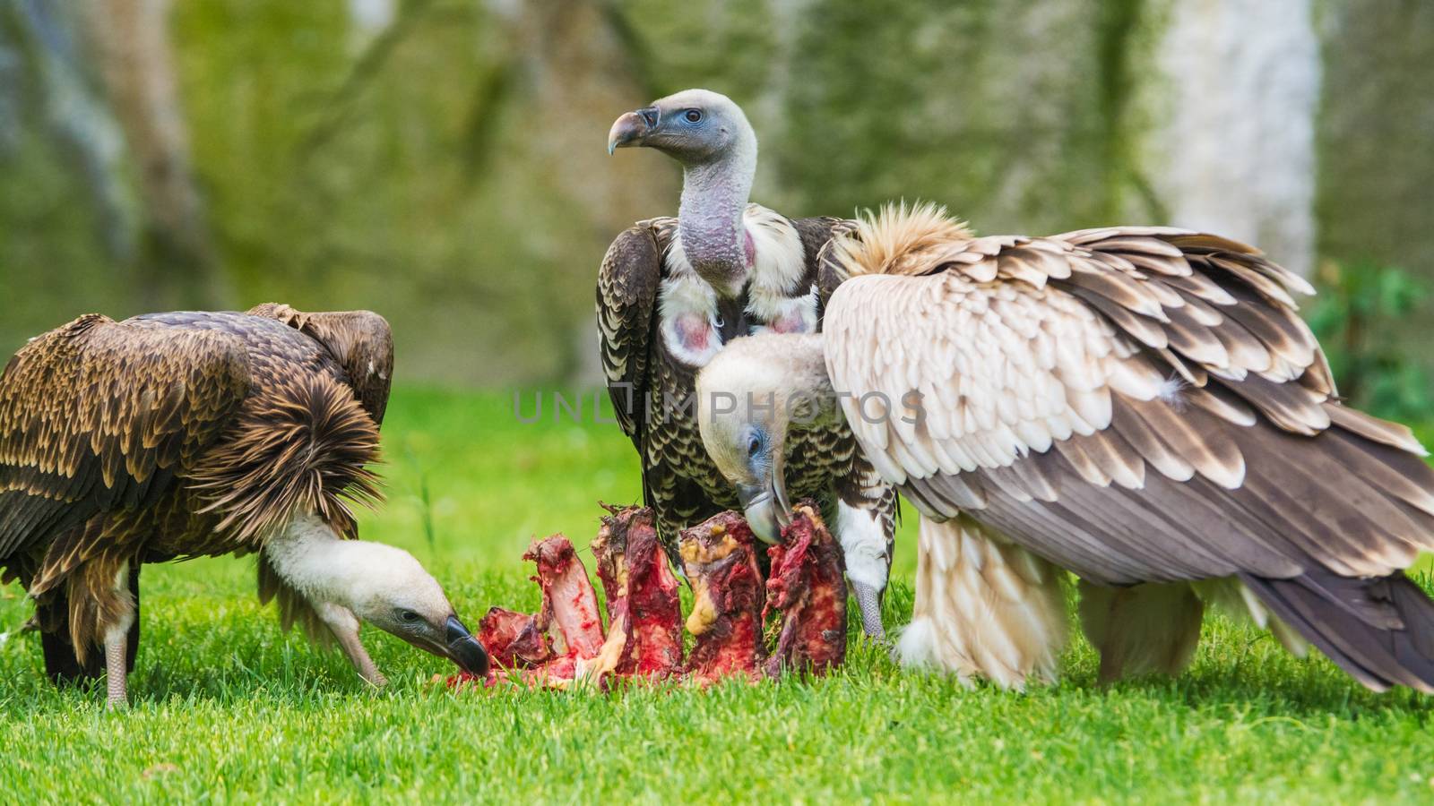 European griffon vultures eating. It is also known as the Eurasian griffon.
