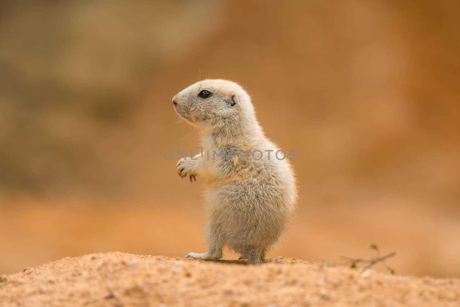 Baby prairie dog also known as genus cynomys.