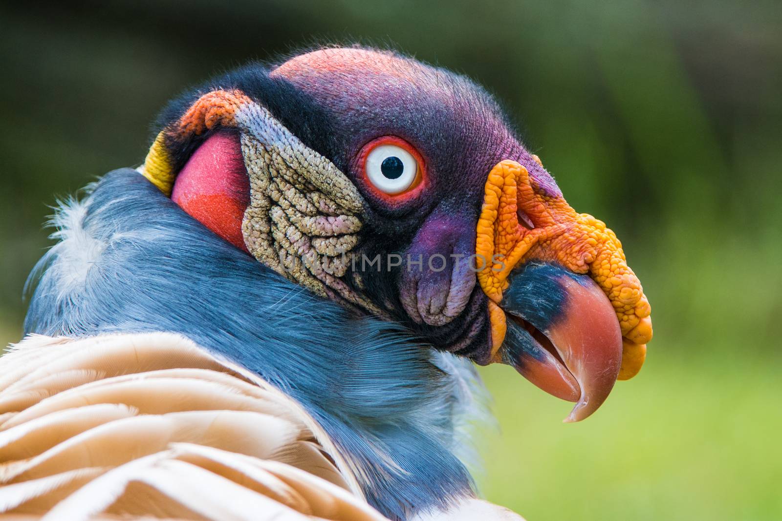 Closeup portrait of a King vulture also known as Sarcoramphus papa.