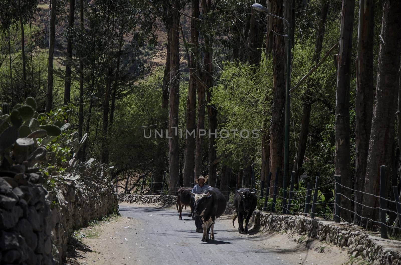 Farmer walking with his cows on a bumpy road