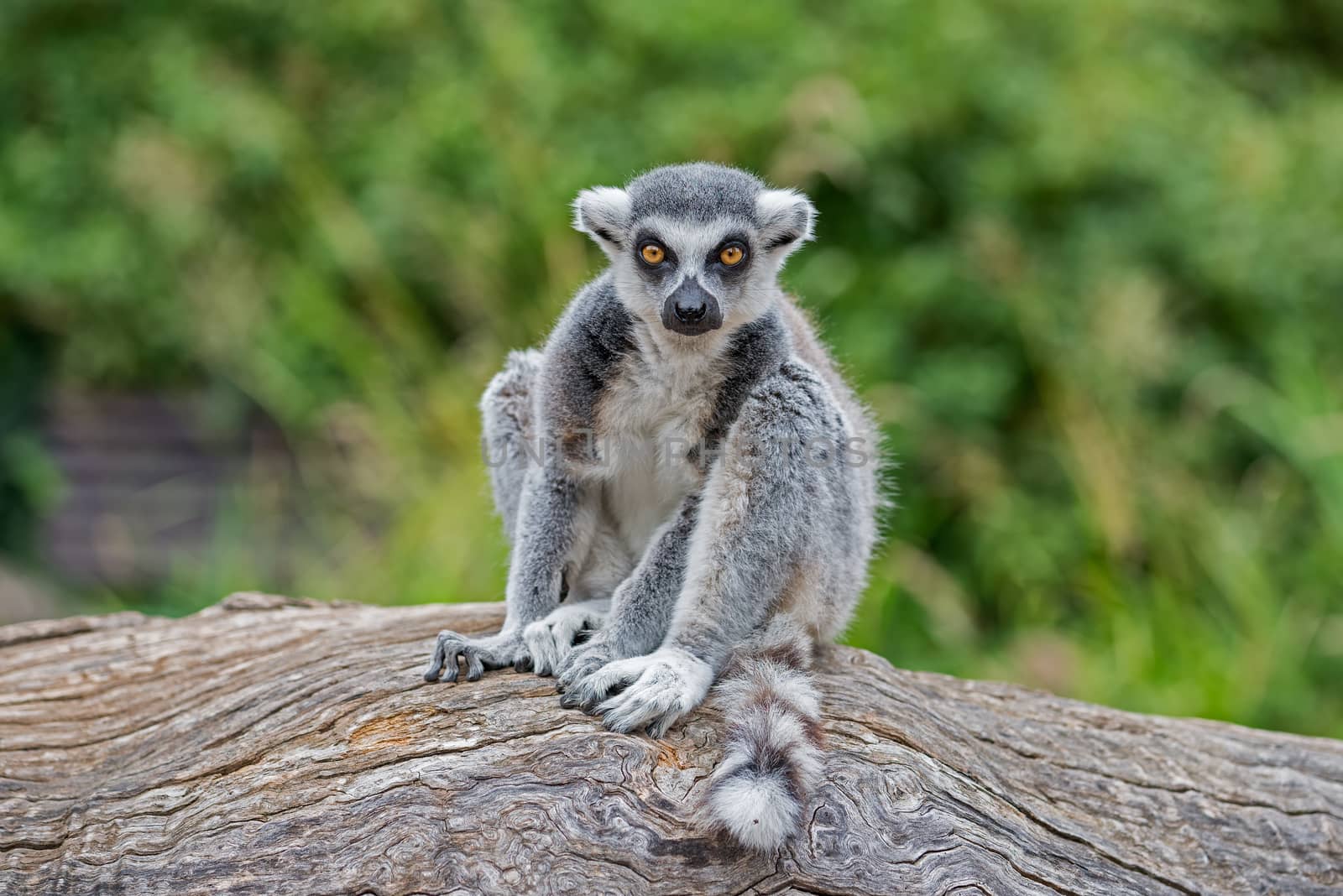 Ring-tailed Lemur also known as Lemur catta.
