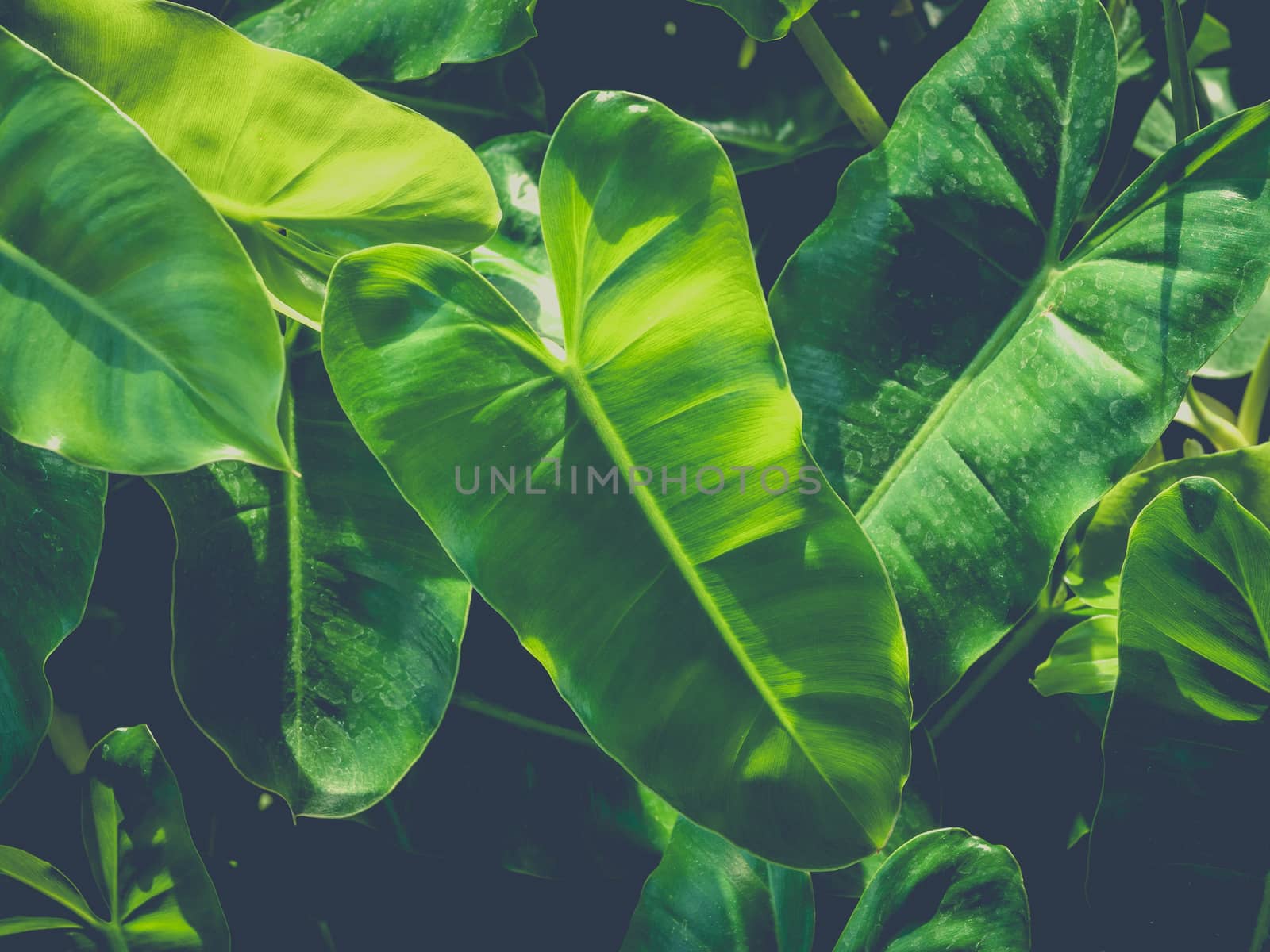 Green leaves background with retro film fade  style. Textured of natural green background.