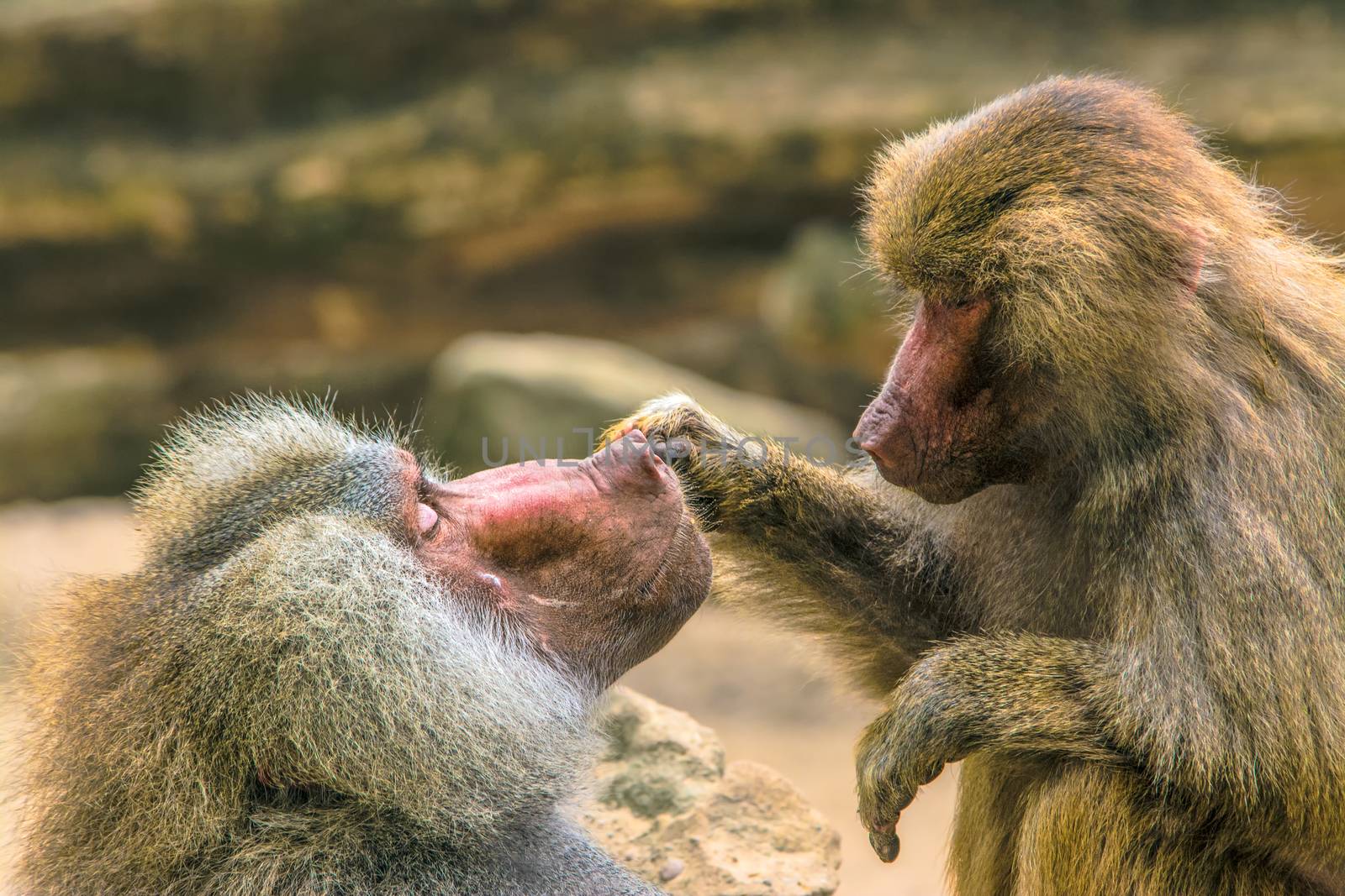 Hamadryas Baboon also known as Papio hamadryas taking care of each other.