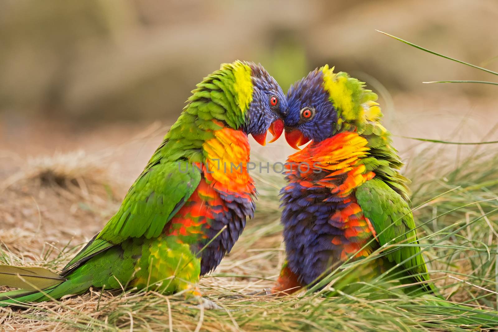 Two rainbow lorikeets also known as Trichoglossus haematodus Moluccanus fighting.