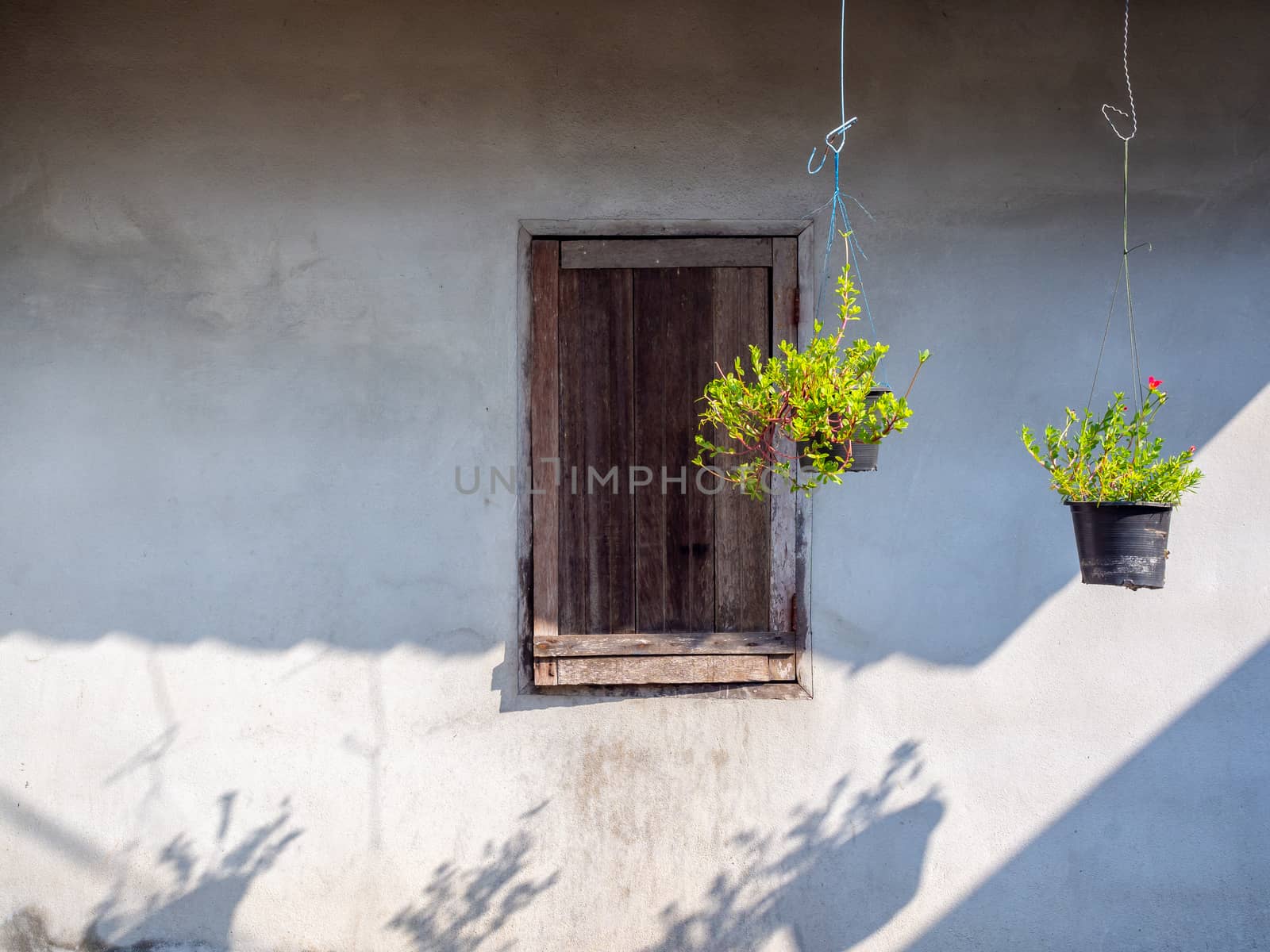 Concrete wall background, ornamental hanging plant and old wooden window on concrete wall in local style.