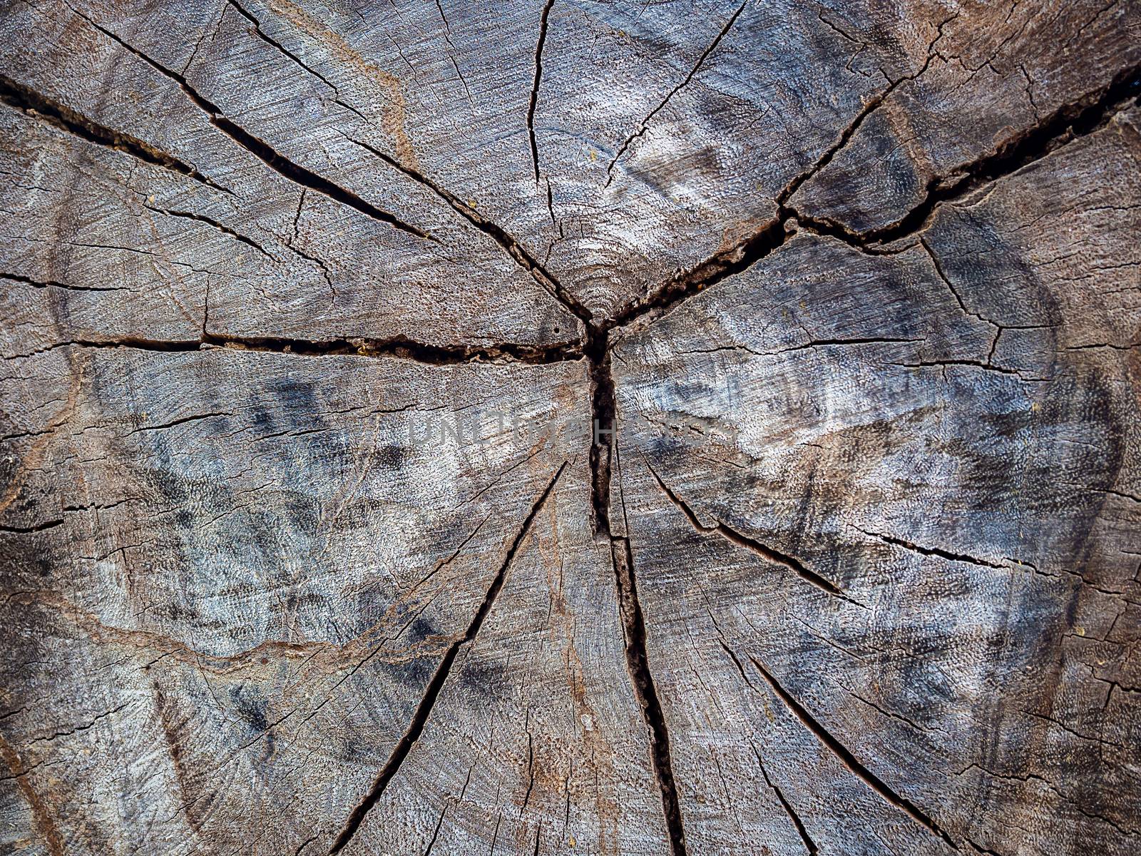 Tree stump texture background. Abstract old brown cracked wood background.