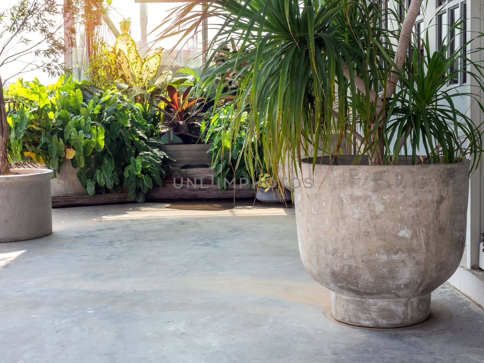 Large round concrete pot with  green leaves on cement floor near the green tropical garden with sunshine in the morning with copy space.