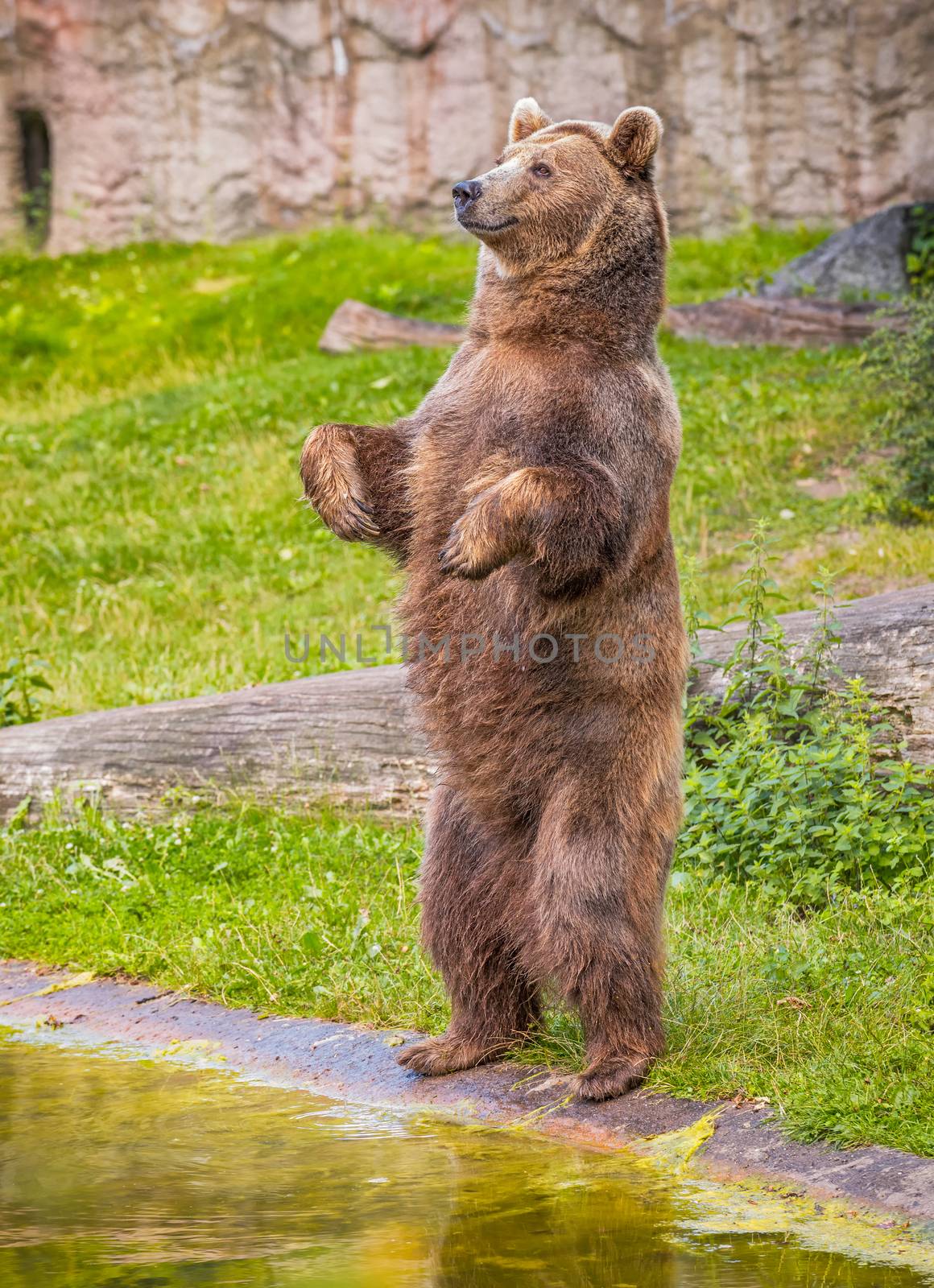 Brown bear also known as Ursus arctos standing on its hind legs.