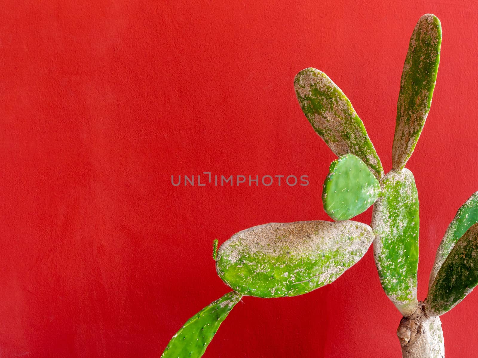Trendy green tropical cactus on red background minimal style with copy space.