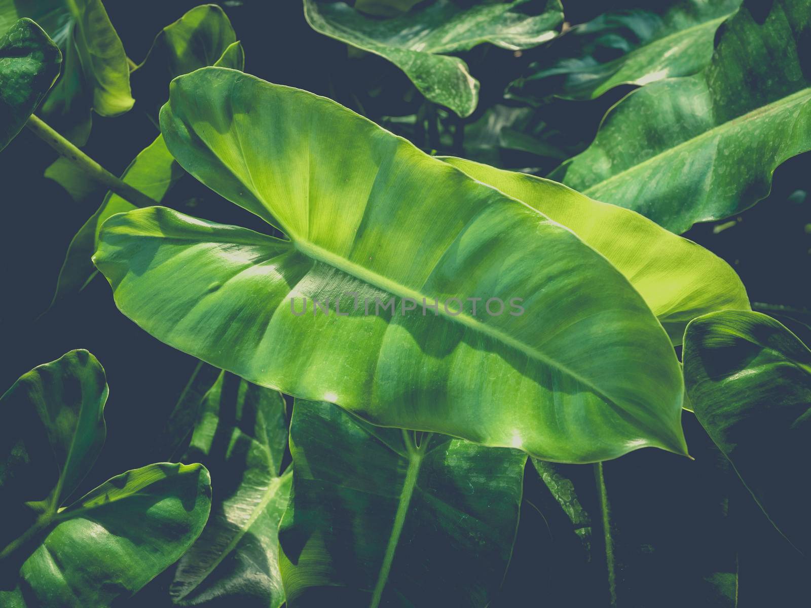 Green leaves background with retro film fade  style. Textured of natural green background.