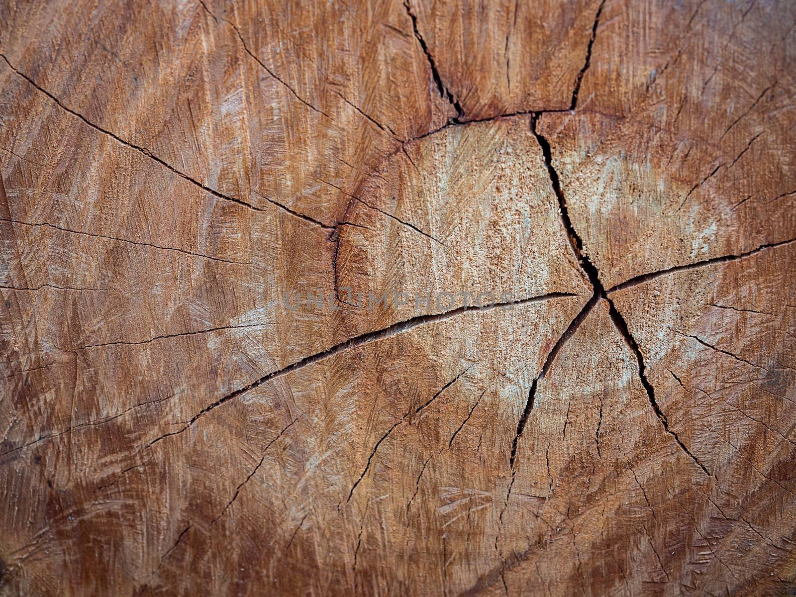 Tree stump texture background. Abstract brown cracked wood background.