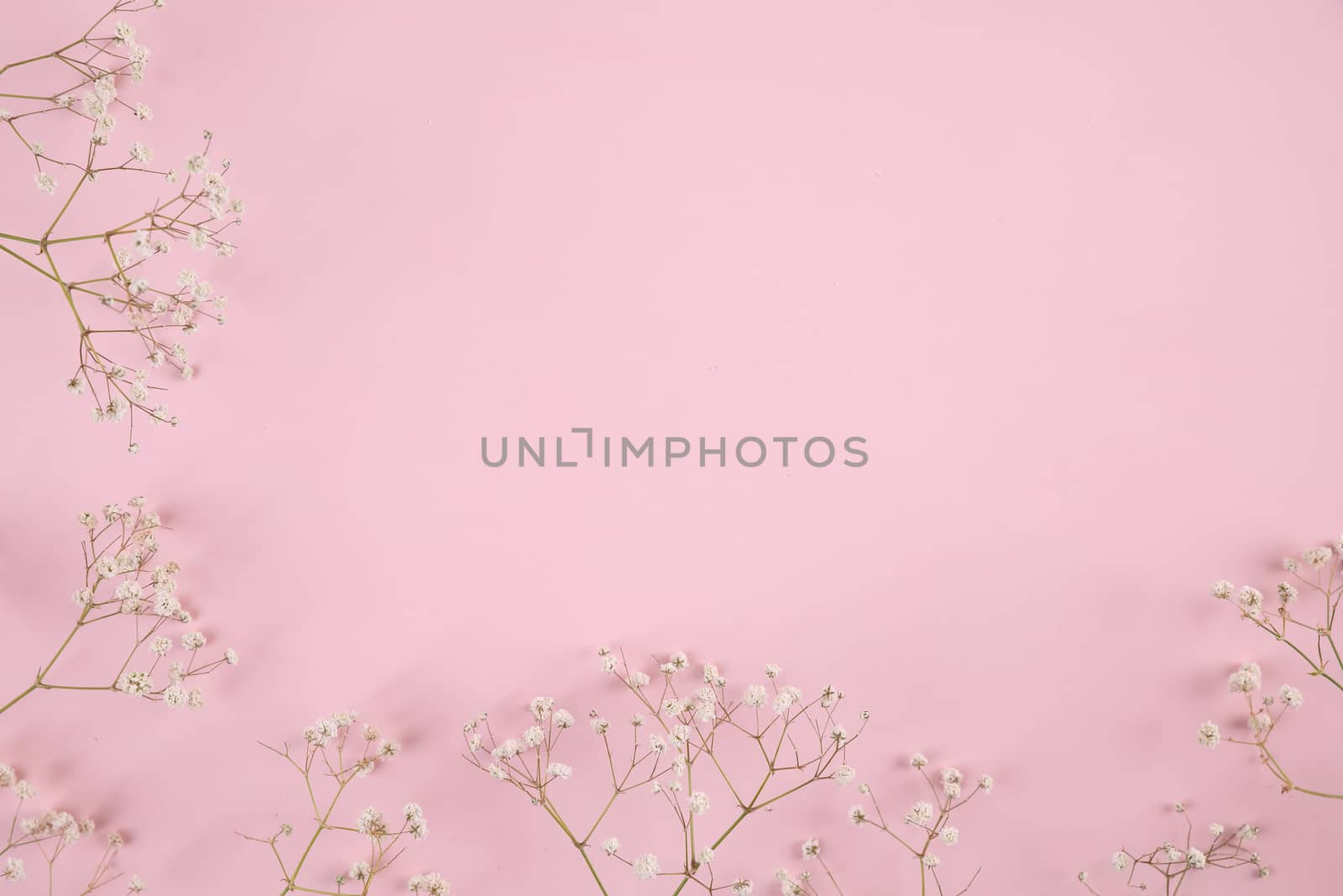 gypsophila little white flower plant isolated in pink background by piyato