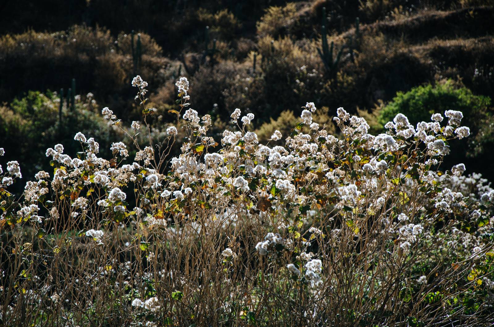 The province of Canta is located 3 hours from Lima and is an ideal destination for nature lovers