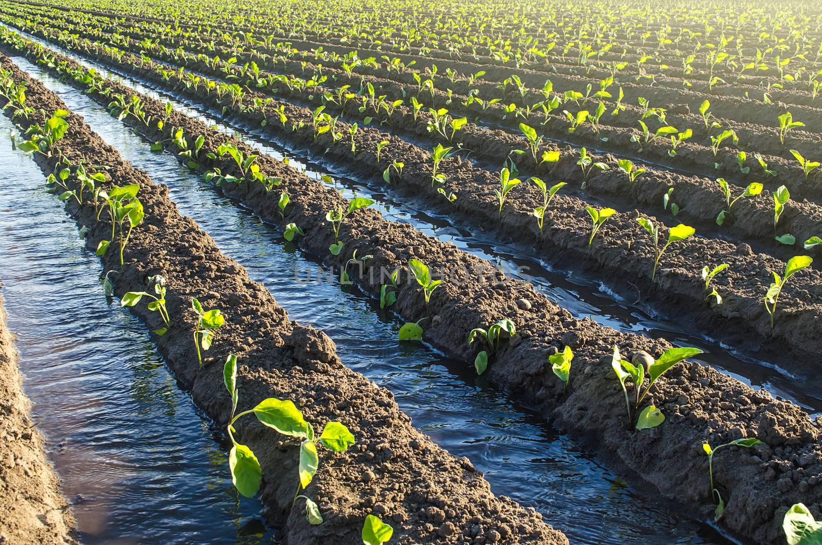 Plantation of young eggplant seedlings is watered through irrigation canals. European farm, farming. Caring for plants, growing food. Agriculture and agribusiness. Agronomy. Rural countryside by iLixe48