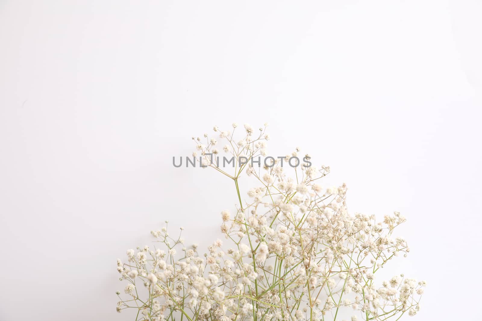 gypsophila little white flower plant isolated in white background in top view
