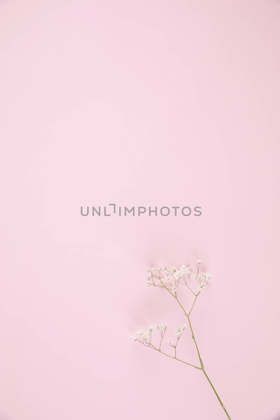 gypsophila little white flower plant isolated in pink background by piyato