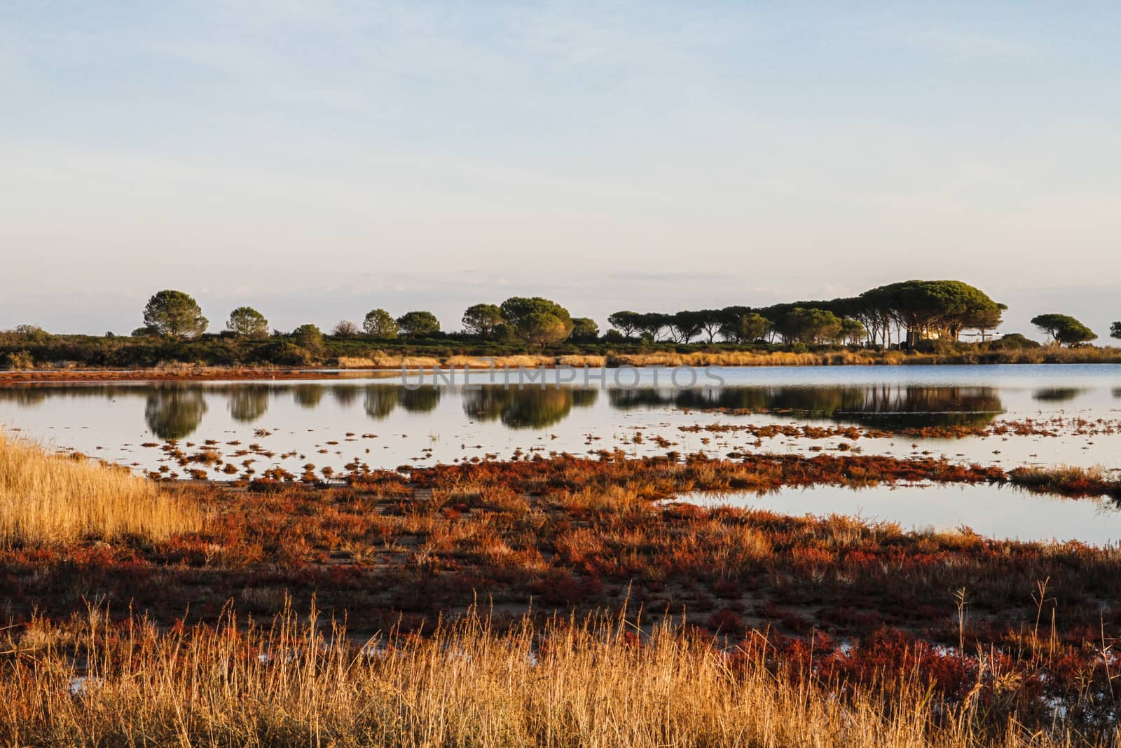 Lagoon surrounded by reddish vegetation that is reflected in the flat water at dawn in Sardinia