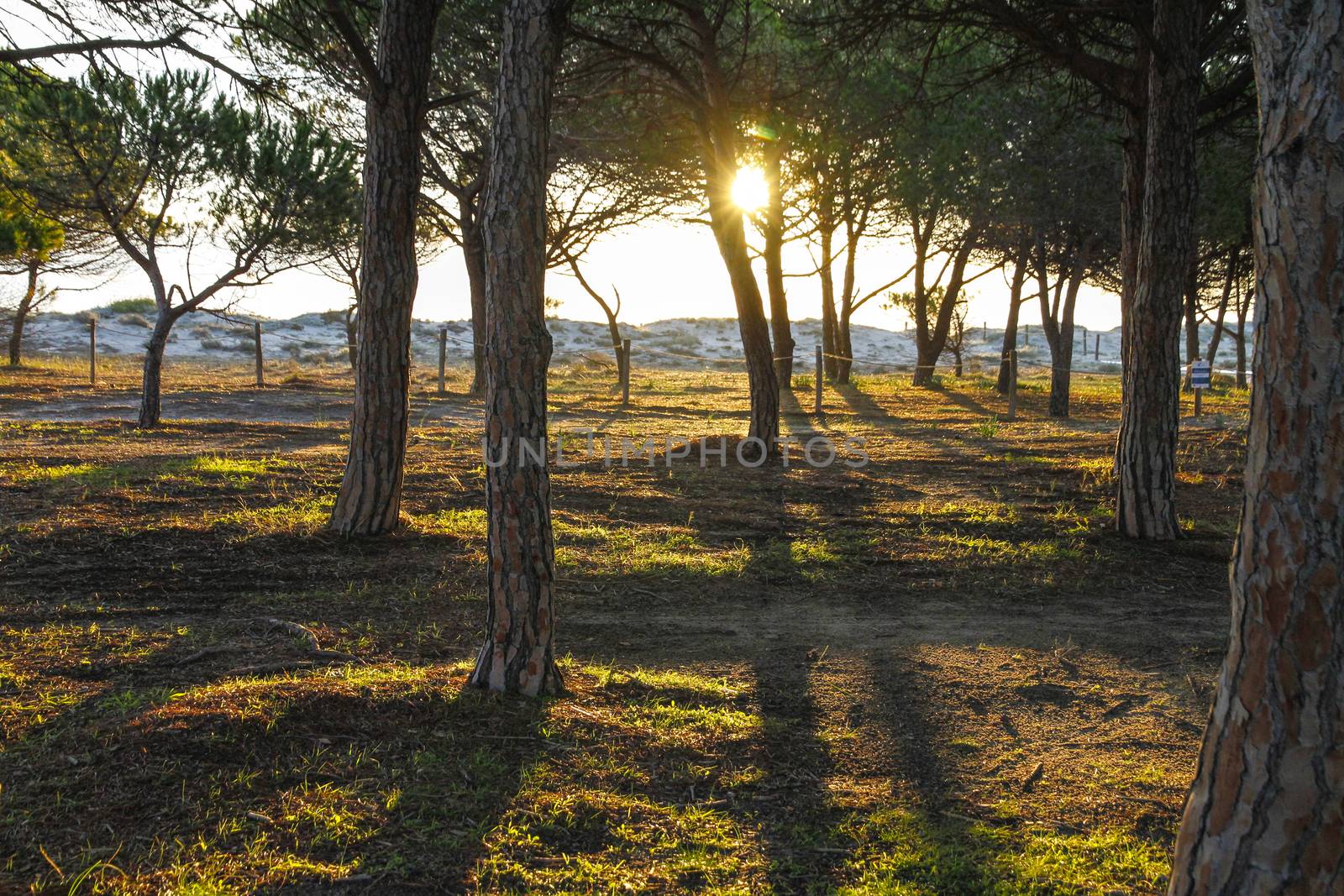 Pine forest in the colored vegetation behind the beach dunes at dawn in Sardinia