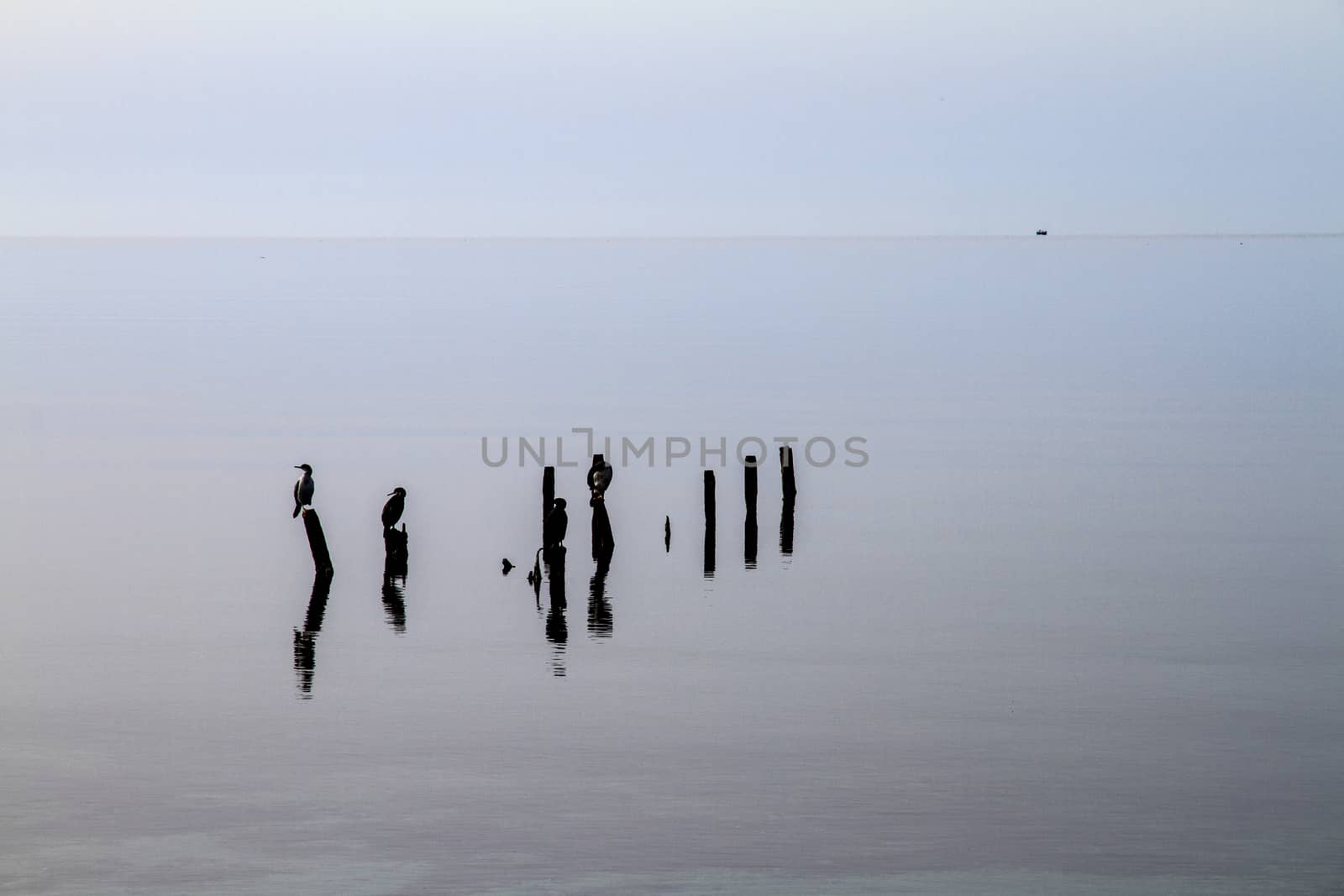 Cormorants perched on poles that emerge from the flat water pati by robbyfontanesi