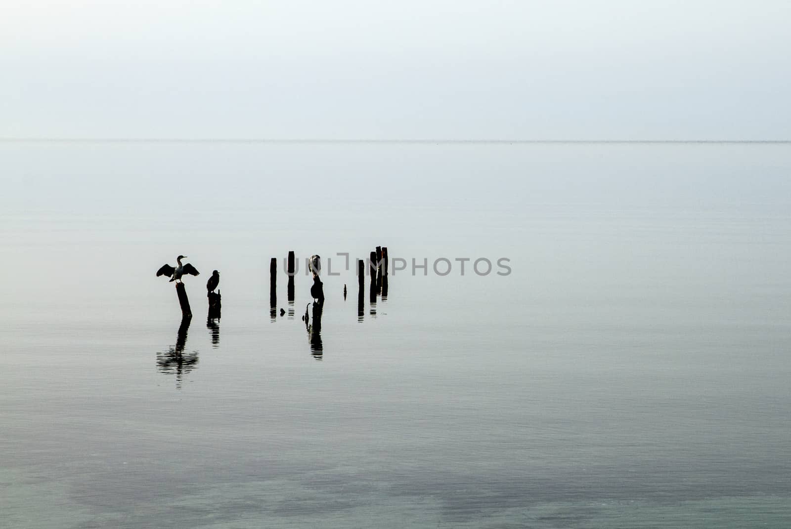 Three cormorants perched on poles that emerge from the flat wate by robbyfontanesi