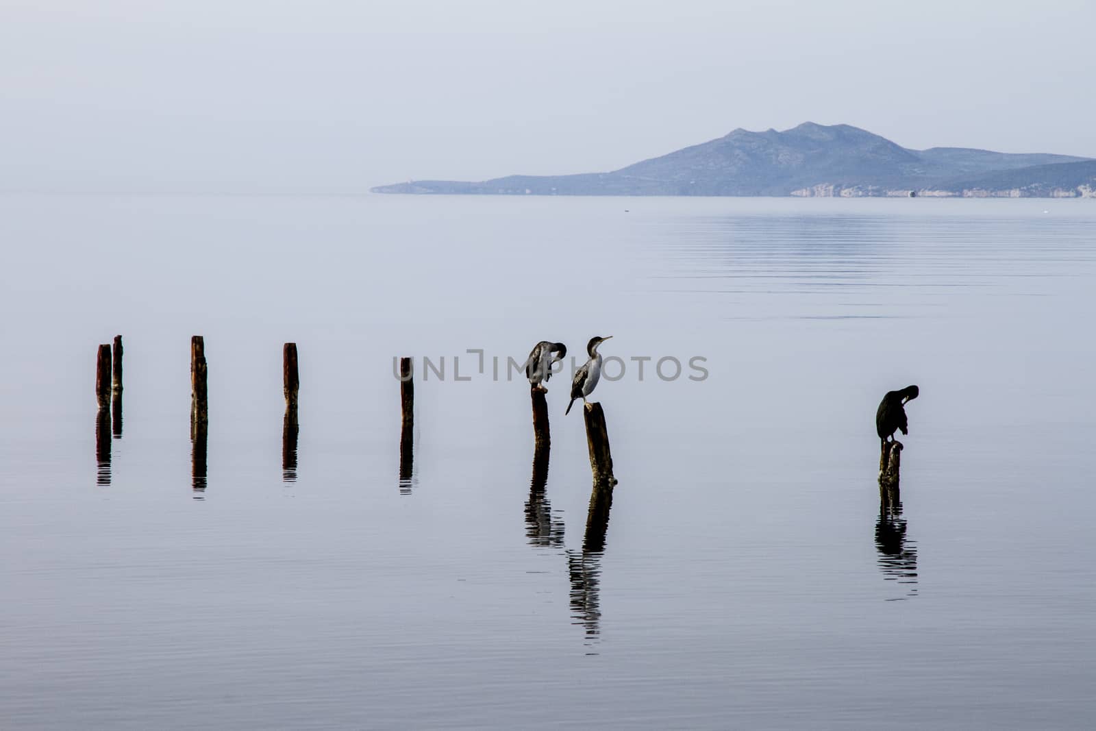 Three cormorants perched on poles that emerge from the flat wate by robbyfontanesi