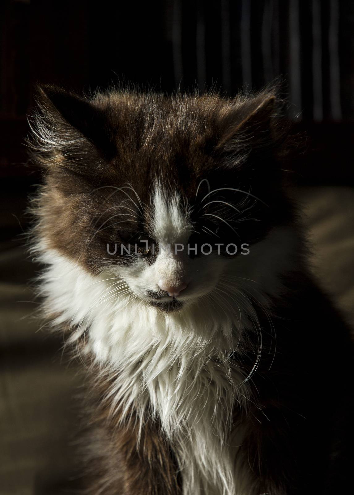 Tender black-haired long-haired kitten looks sad at the floor