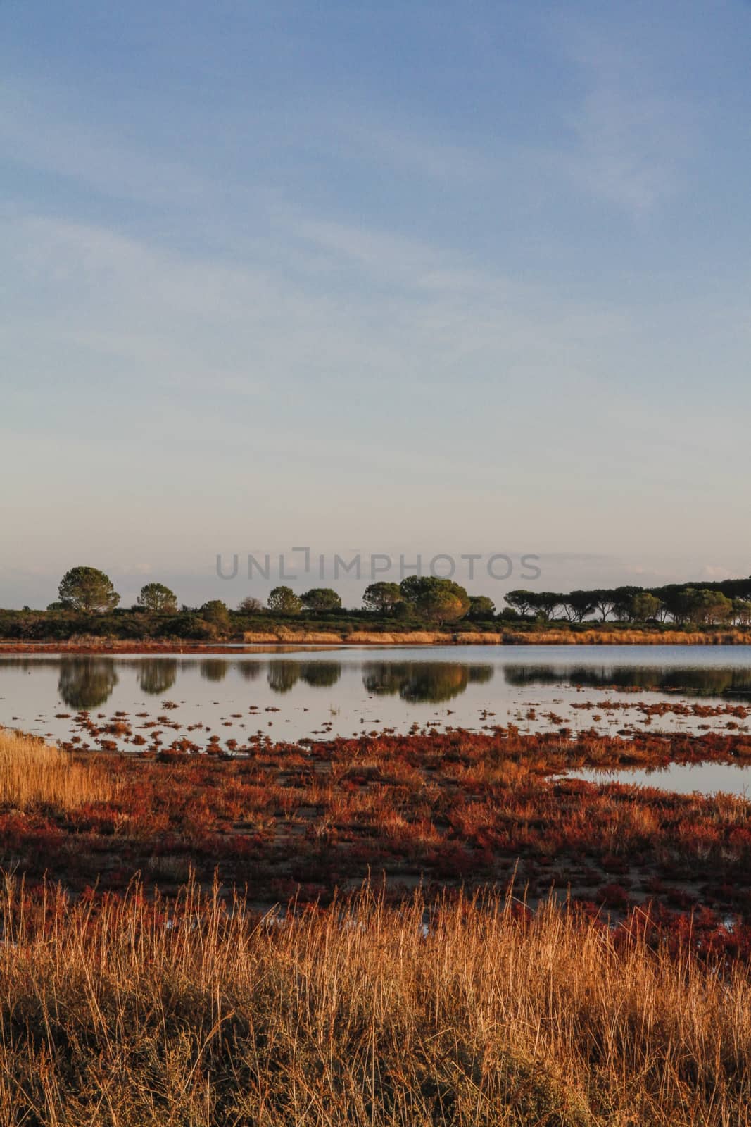 Lagoon surrounded by reddish vegetation that is reflected in the flat water at dawn in Sardinia