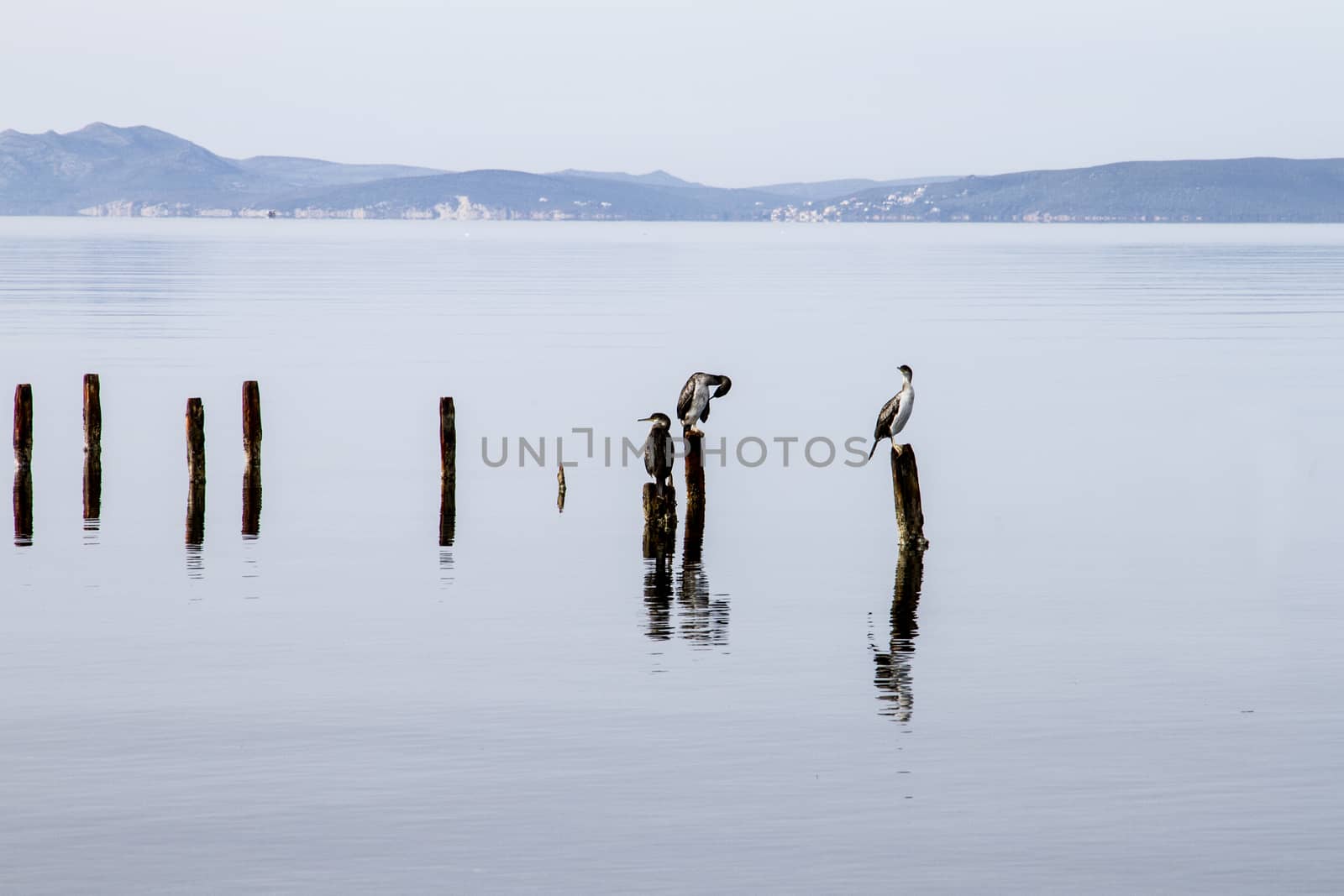 Three cormorants perched on poles that emerge from the flat water patiently wait to catch a fish