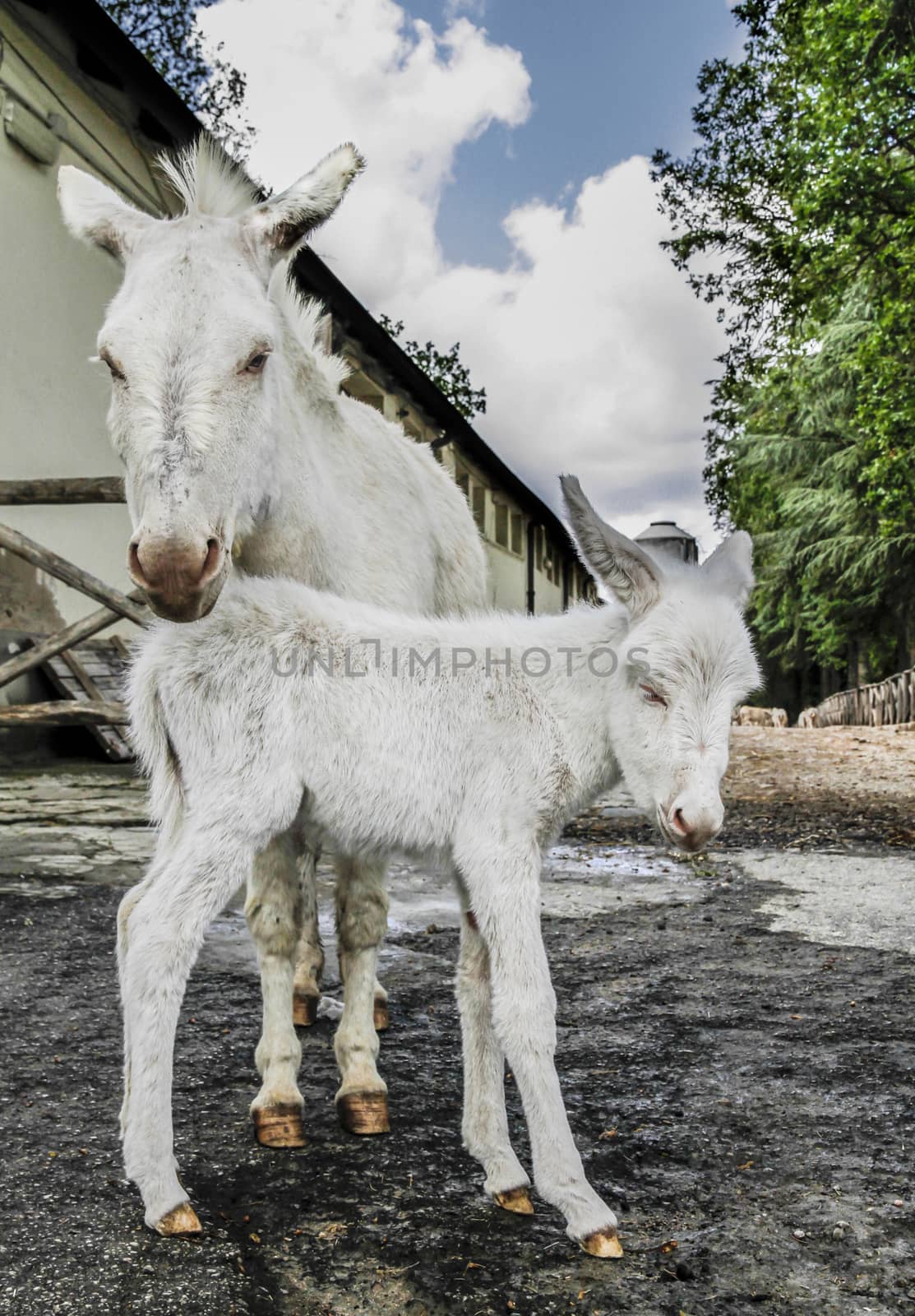 Puppy of white donkey, typical Sardinian breed, just born a three hours, posing with the tired mother for childbirth